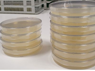 Pre-poured starch agar plates, 90mm in diameter, sealed and ready for use in scientific research, showcasing the simplicity and efficiency of setting up microbiological experiments.